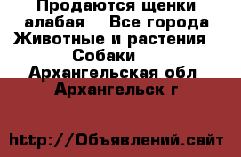 Продаются щенки алабая  - Все города Животные и растения » Собаки   . Архангельская обл.,Архангельск г.